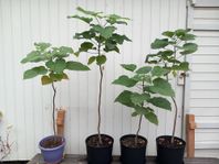 Trumpetträd - Catalpa