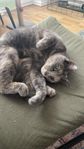 Katt 7 år gammal