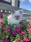 Ragdoll kattunge