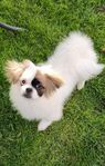 Tibetansk spaniel