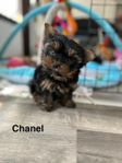 Yorkshireterrier Valpar