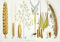 Skolplansch / affisch Sädesslag Vilhelm Baslev, 1940-50-tal