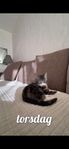 katt unge bland ras