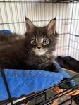 Maine Coon kattunge