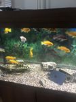 Aquarium 