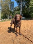 Halvfodervärd till en Labrador retriever hanehane