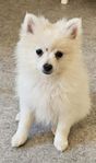 Pomeranianblandras valp tik