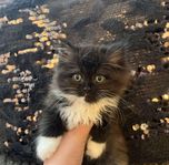Kattunge Ragdoll/brittisk långhår