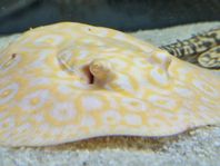 Potamotrygon Golden Base Albino Pearl