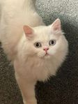 Persiskt katt
