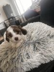 Bichon havanais  