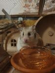 guldhamster hona