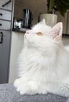 Vit långhårig hankatt