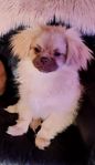 Tibetansk spaniel tikvalp 