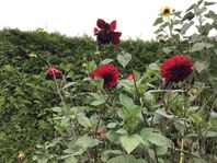Dahlia-knöl