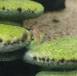 Neocaridina , javamossa och sandsnäckor.