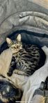 Hankatt 