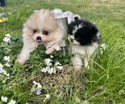 Pomeranian hanar 