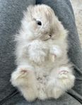 Dvärgteddy behöver nytt hem