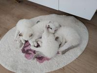 Ragdollkattungar – Leveransklara v.26