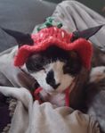 katt/hund mössa