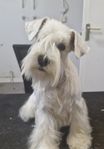 Dvärgschnauzer tik vit 6mån
