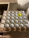 30 prov1/prov1x