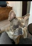 Fransk Bulldog Tik 2 år.