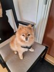 Pomeranian 