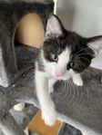 Kattunge redo att hämtas v23