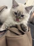 katter