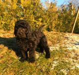 Doodlevalpar till sommaren 
