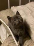 Maincoon/norsk skogskatt