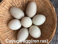 25 kr / st  Hög befruktat ägg 