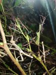 Sunny sticks