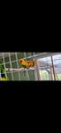 solprakiter