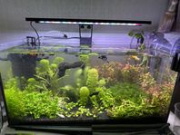 Akvarium 
