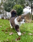 Världens mysigaste katt söker perfekt hem!