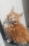  100 % mainecoon 