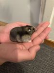 dvärg hamster 