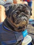 Hund omplacering mops