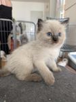 Ragdoll kattunge med stamtavla