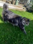 Omplacering Kurilean bobtail
