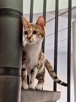 bengal/bondkatt
