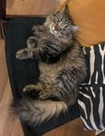 Sibirisk katt söker nytt hem 