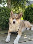 Husky/Shepherd
