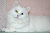 Ragdoll/Maine Coon Hona