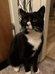 Kärleksfull katt söker nytt hem
