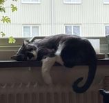 Mysig och lekfull hankatt söker nytt kärleksfullt hem