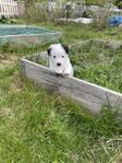SKK-reg jack russell valphane